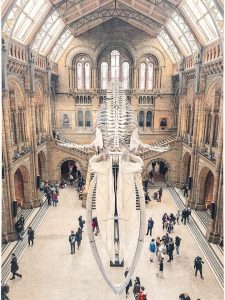 10 FREE things to do in London; National History Museum